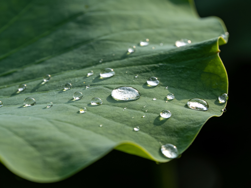 L'effetto loto in natura, principio della nanotecnologia applicata alla protezione della vernice auto